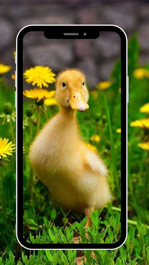 Wallpaper Cute Duck Screenshot 0