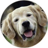 Animal sounds and Ringtone
