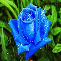 Imágenes de Flores y Rosas