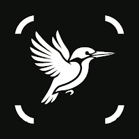 Bird ID - Bird identification