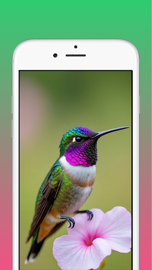 Hummingbird Wallpaper Screenshot 0