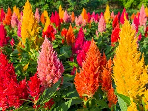 Cockscomb Flower Wallpapers Screenshot 1