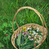 Foraging Wallpaper