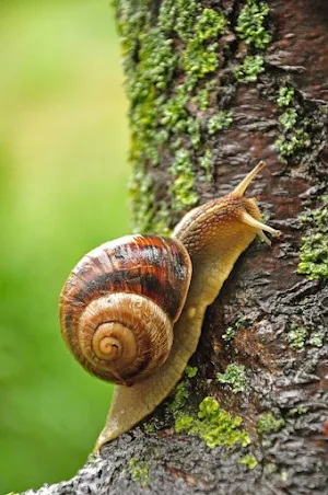 Siput Wallpaper Yi Screenshot 0