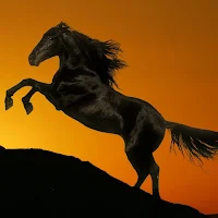 Horse Wallpapers 2