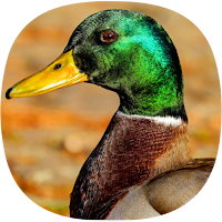 Duck Ringtones