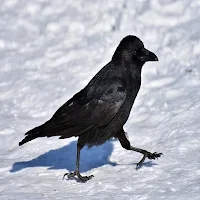 Raven Sound