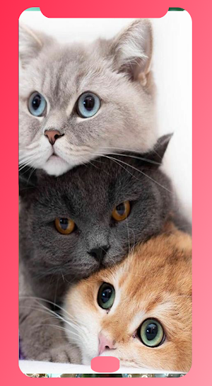 CAT wallpap Screenshot 1