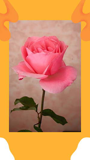 Rose Wallpaper App Screenshot 2