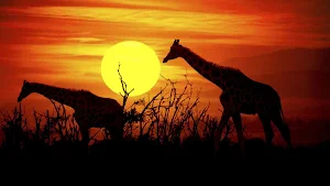 Giraffe Wallpaper HD - collection 1 Screenshot 1