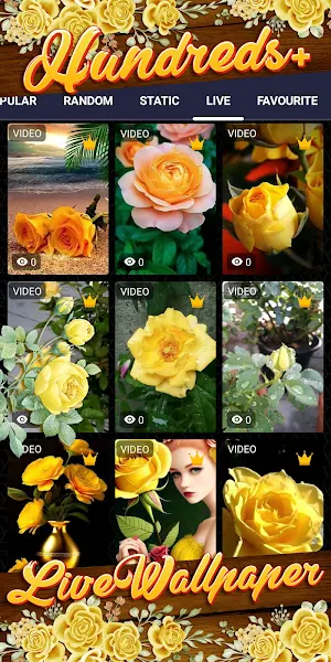 yellow rose wallpaper Screenshot 2