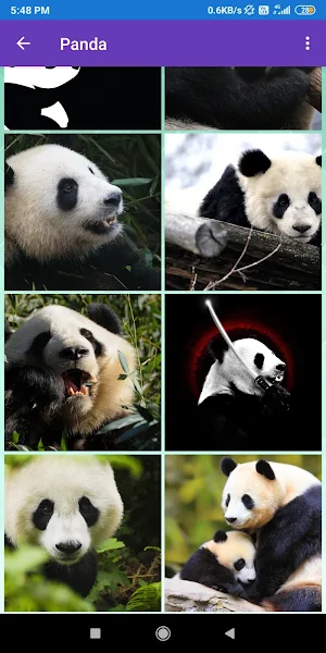 Brown Bear, Panda, Polar Bear, Red Panda Wallpaper Screenshot 2