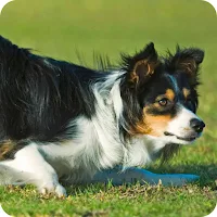 Border Collie Wallpaper