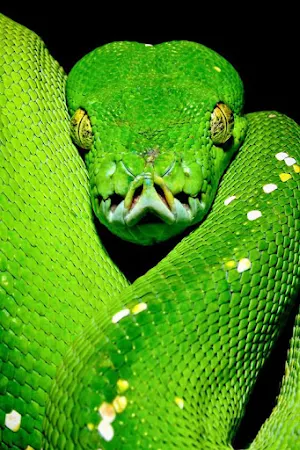 Bamboo Pit Viper Wallpapers Screenshot 0