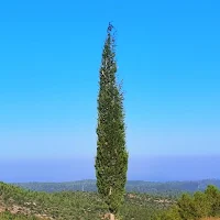 העץ הגדול