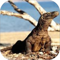 Komodo WalL