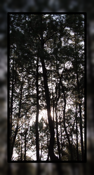 Black Tree Wallpaper HD Screenshot 3
