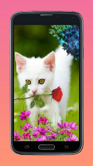 cute cat wallpaper Screenshot 2