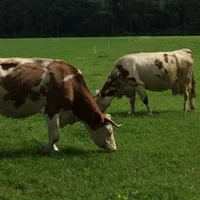 Vindjetap