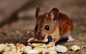 Mouse wallpapers Screenshot 0