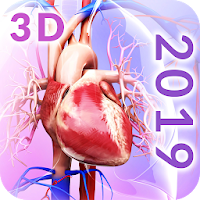 Circulatory System Anatomy