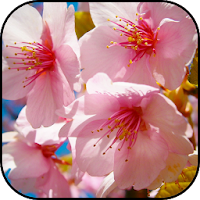 Sakura wallpapers