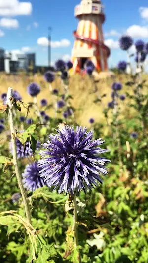 Globe Thistle Wallpaper Screenshot 2