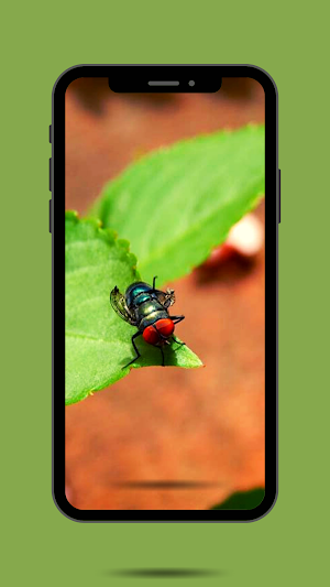 Fly Ringtone and sound Screenshot 2