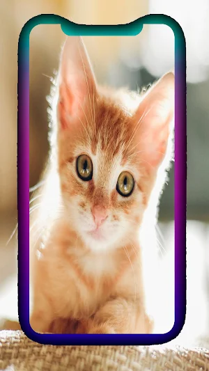 Amazing Cute Cat Wallpaper Screenshot 1