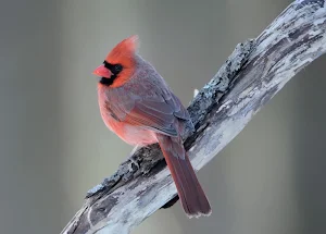 Northern Cardinal Wallpapers Screenshot 2