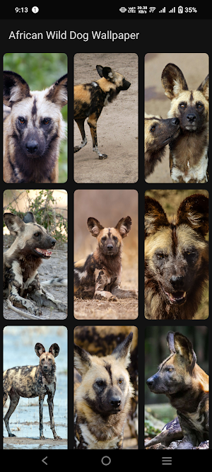 African Wild Dog Wallpaper Screenshot 2