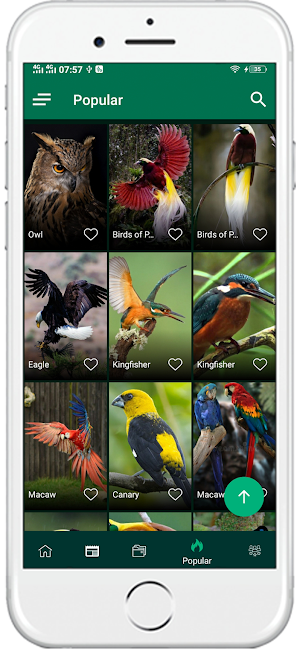 1000+ Birds Wallpapers 4K HD Screenshot 3