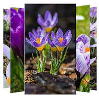 Crocus Flower Wallpapers