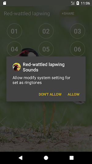 Red-wattled lapwing Bird Sounds Screenshot 2