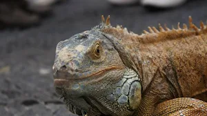 Lizard wallpapers Screenshot 3