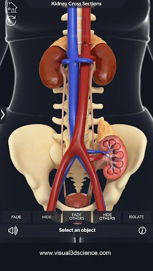 Urinary System Pro. Screenshot 2