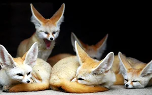 Fennec Fox Wallpaper HD Screenshot 1
