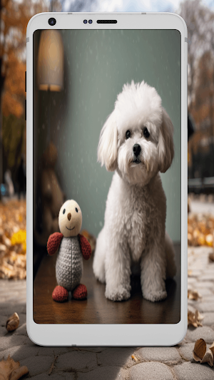 Bichon Frise Wallpapers Screenshot 2