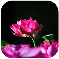 Flower Wallpapers