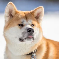 Akita Inu Dog Wallpaper HD