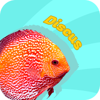 Discus Fish Hunter