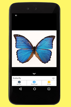 Butterfly Images Screenshot 3