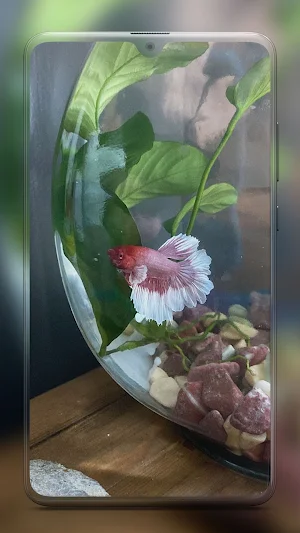 Betta Fish Wallpapers HD Screenshot 2