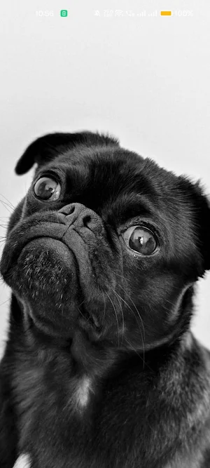 FaunaFrame - Animal Wallpapers Screenshot 0