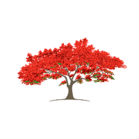 Royal Poinciana