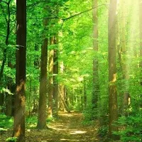Forest Gambar