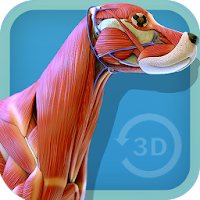 Visual Canine Anatomy 3D - lea