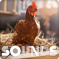 Chicken Sound Ringtones