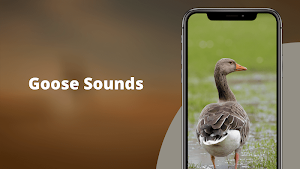 Goose Sounds - Goose hunting calls Screenshot 0