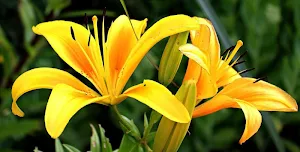 Lilies wallpapers Screenshot 2